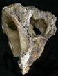 Agatized Fossil Coral Geode - Florida #22414-1